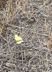 Colias philodice
