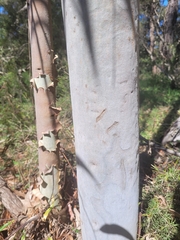 Corymbia citriodora
