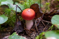 Russula emetica