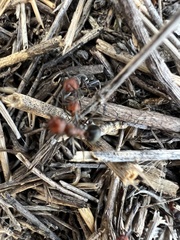 Formica obscuripes