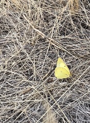 Colias philodice