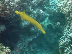 Aulostomus chinensis