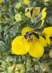 Halictus rubicundus
