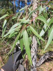Corymbia citriodora