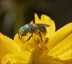 Agapostemon texanus