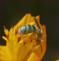 Agapostemon texanus