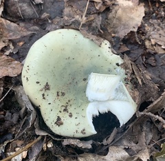 Heterophyllidia