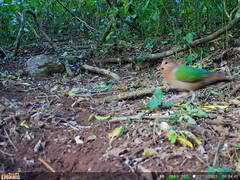 Chalcophaps longirostris