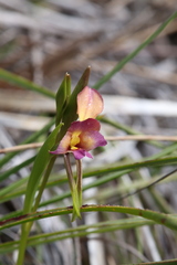 Diuris longifolia