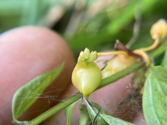 Smicronyx sculpticollis