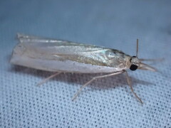 Crambus