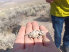 Phrynosoma platyrhinos