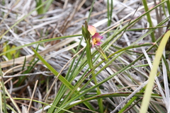 Diuris longifolia