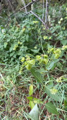 Mirabilis nyctaginea