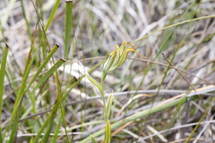 Pterostylis recurva