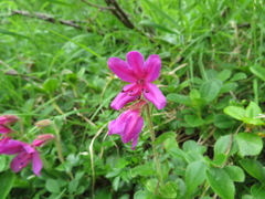 Rhododendron camtschaticum