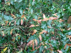 Ochna