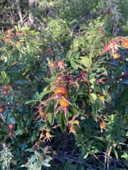 Rosa glauca