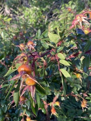 Rosa glauca