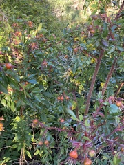 Rosa glauca