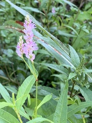 Persicaria pensylvanica