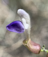 Scutellaria mexicana