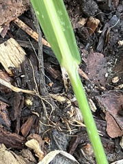 Melica smithii