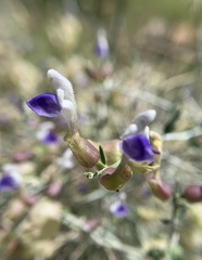 Scutellaria mexicana