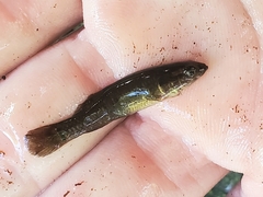 Umbra limi