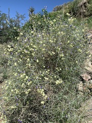 Scutellaria mexicana
