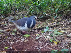 Leucosarcia melanoleuca