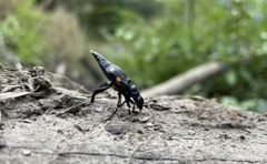 Nicrophorus defodiens