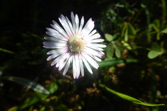 Drosanthemum hispifolium