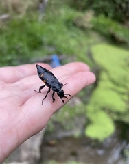 Nicrophorus defodiens