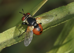 Gymnosoma