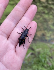 Nicrophorus defodiens