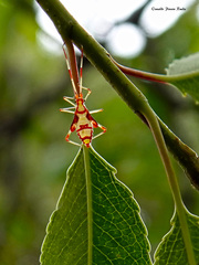 Heteroptera