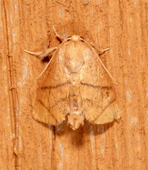 Apoda y-inversa