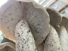 Macrocybe gigantea