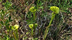 Sarracenia flava