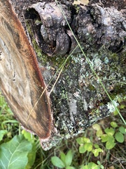 Melica smithii