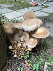 Macrocybe gigantea