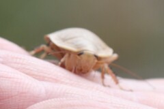 Blattodea