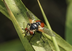 Gymnosoma