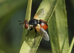 Gymnosoma