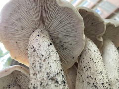 Macrocybe gigantea