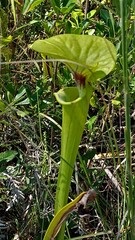 Sarracenia flava
