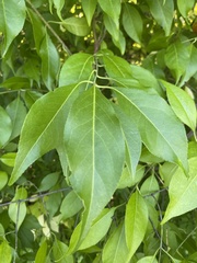 Euonymus atropurpureus