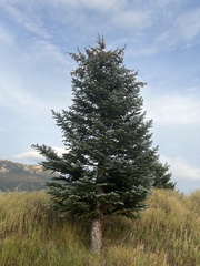 Pinaceae