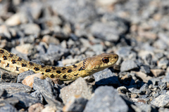 Thamnophis sirtalis pallidulus